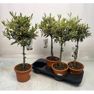 OLEA EUROPAEA