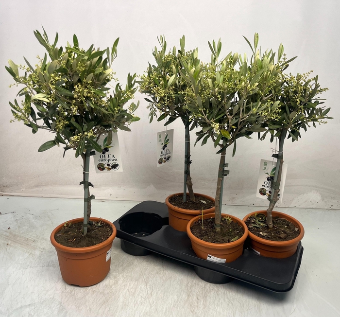 <h4>OLEA EUROPAEA</h4>