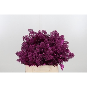 Skimmia Kl Bh Metal Erica