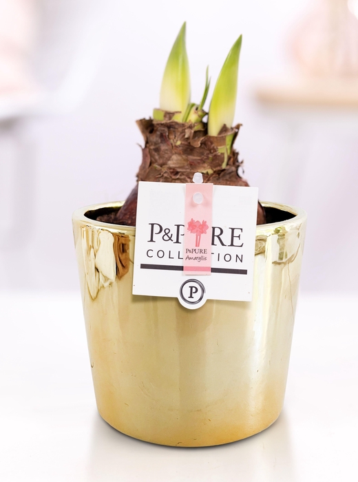 <h4>Hippeastrum pink in P&PURE Laryssa ceramics shiny gold</h4>
