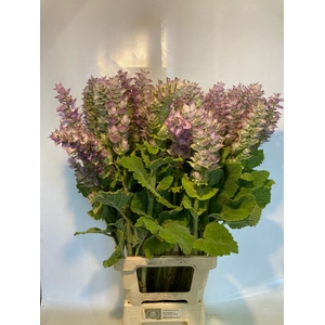 SALVIA SCL JOMI