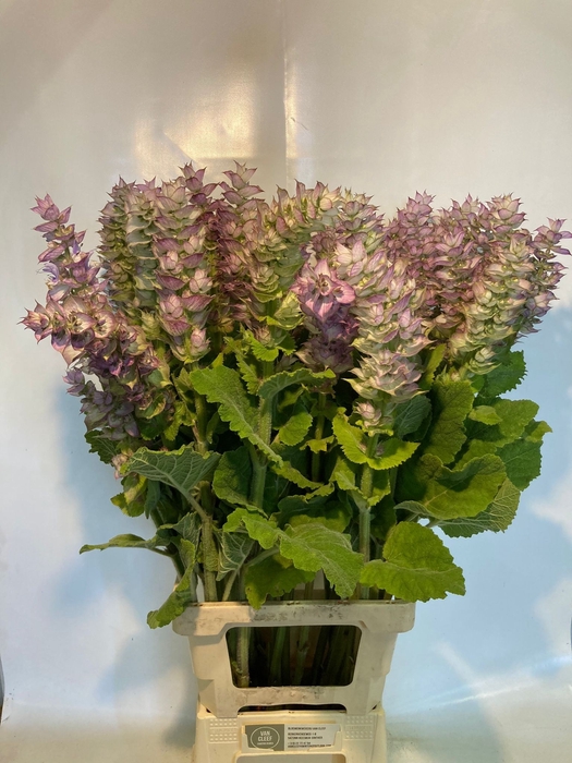 <h4>SALVIA SCL JOMI</h4>