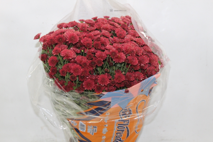<h4>CRISANTEMO BOLA BELGA JASODA P20 VERMELHO</h4>