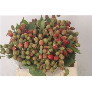 Rubus Fr Chester