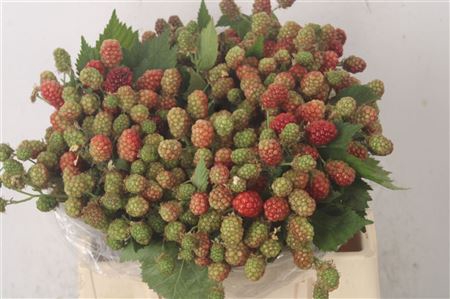 <h4>Rubus Fr Chester</h4>