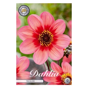 Dahlia Tricolore x 1l