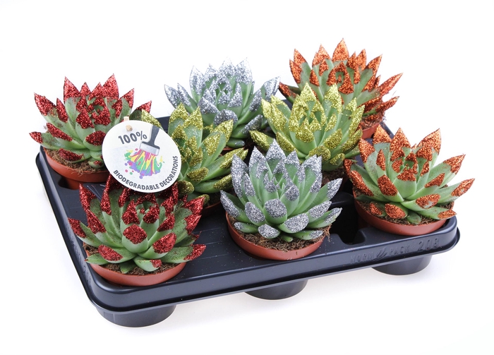 <h4>Echeveria  'Miranda'</h4>