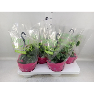 Scindapsus pictus 'Argyraeus'