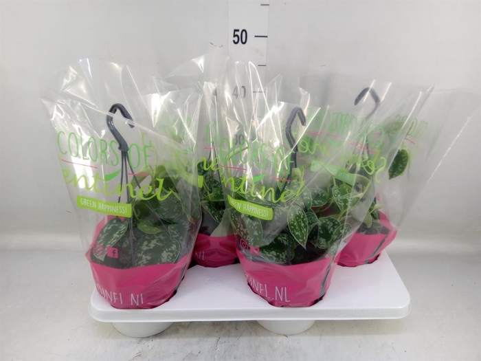 <h4>Scindapsus pictus 'Argyraeus'</h4>