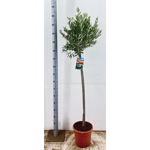 OLEA EUROPAEA
