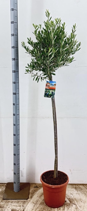 <h4>OLEA EUROPAEA</h4>