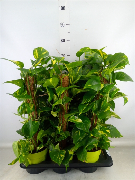 <h4>Epipremnum pinn.   ...moss stick</h4>