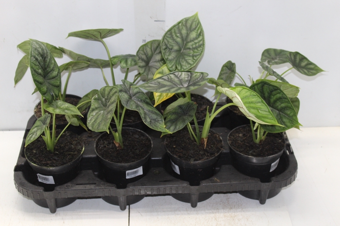 <h4>ALOCASIA DRAGON SCALE P12</h4>