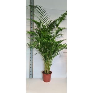 DYPSIS LUTESCENS