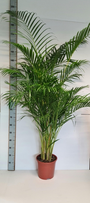 <h4>DYPSIS LUTESCENS</h4>