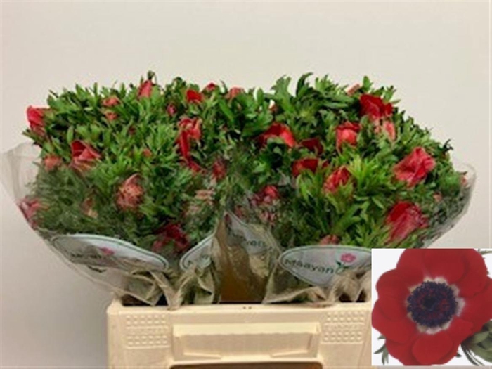 <h4>ANEM CO GALIL ROOD</h4>