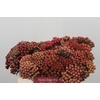 Kaaps Groen Red Brunia