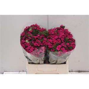 Di Barb Am Neon Cher 40