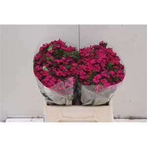 Di Barb Am Neon Cher 40