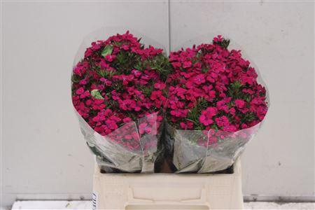 <h4>Di Barb Am Neon Cher 40</h4>