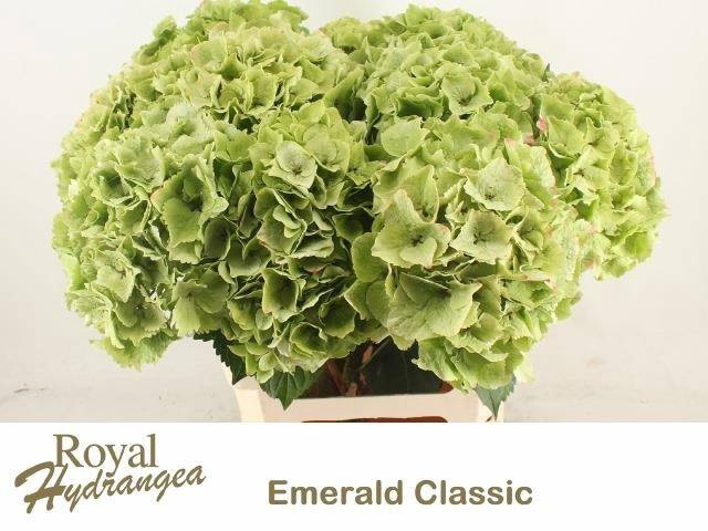 <h4>HYDR M MAG EMERAL CL</h4>