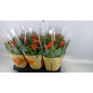 Celosia arg. CR 'Twisted Orange'