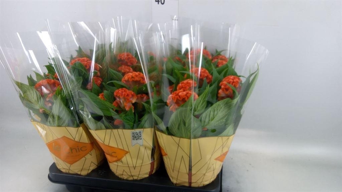 <h4>Celosia arg. CR 'Twisted Orange'</h4>