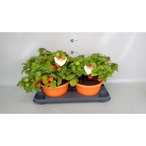 Physalis alkekengi var. franchetii