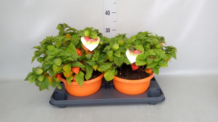 <h4>Physalis alkekengi var. franchetii</h4>