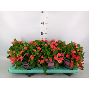 Euphorbia milii 'Vulcanus'