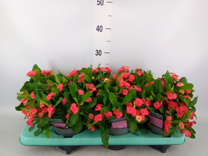 <h4>Euphorbia milii 'Vulcanus'</h4>