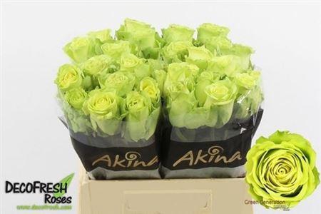 <h4>R Gr Green Generatio</h4>