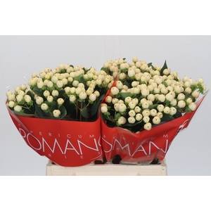 Hypericum Cool Romance
