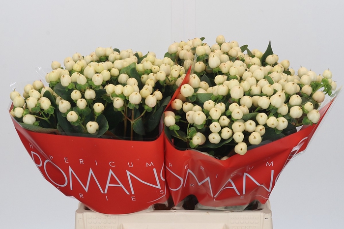 <h4>Hypericum Cool Romance</h4>