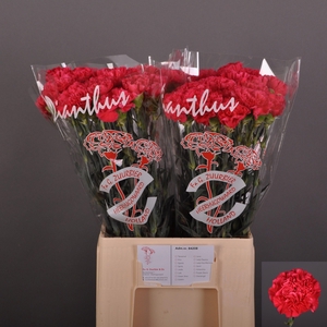 Dianthus st Juno