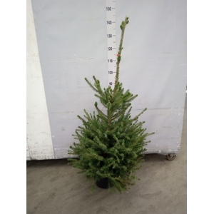 Picea omorika