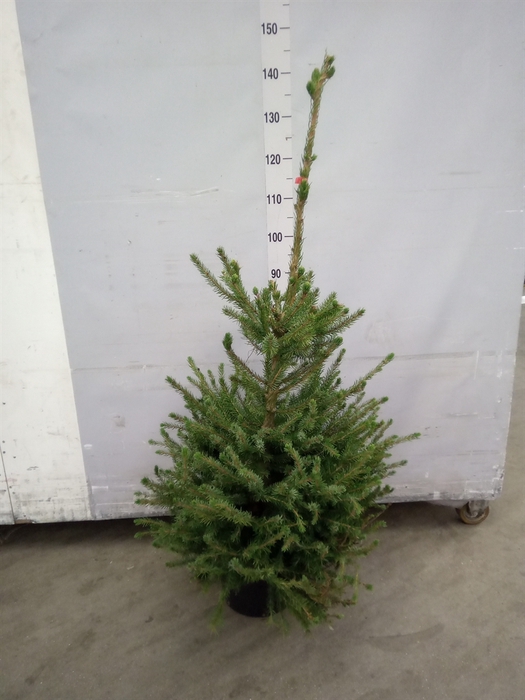 <h4>Picea omorika</h4>