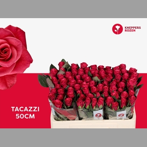 R GR TACAZZI+