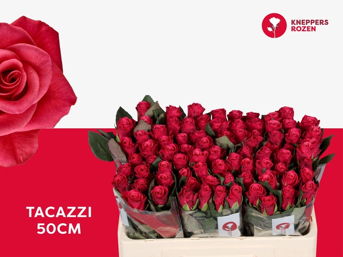 <h4>R GR TACAZZI+</h4>