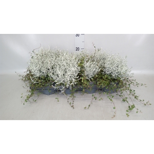 Leucophyta     [Calocephalus]