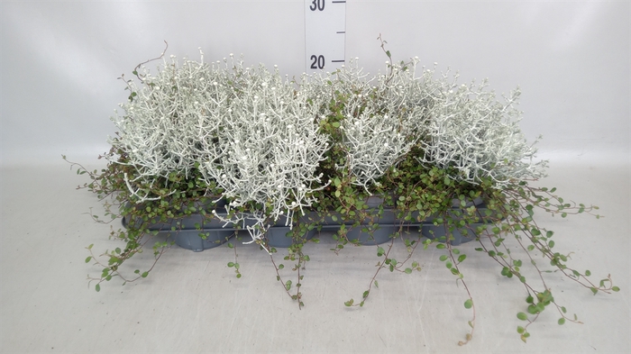 <h4>Leucophyta     [Calocephalus]</h4>