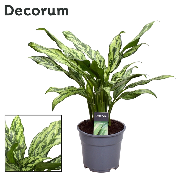 <h4>Aglaonema Juliette</h4>