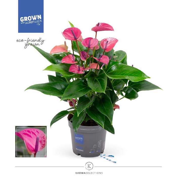 <h4>Anthurium Andreanum paars Karma Purple Cirano</h4>