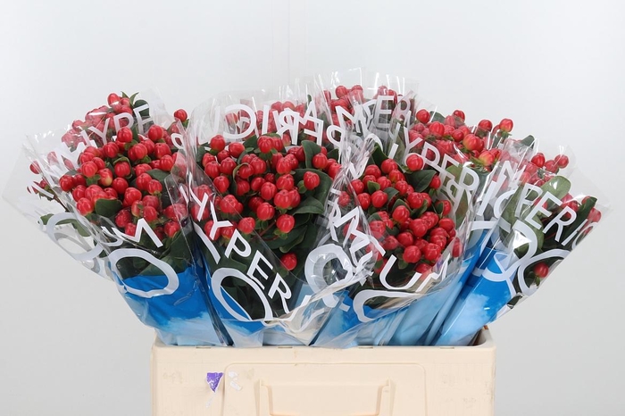 <h4>Hyp Coco Tango</h4>