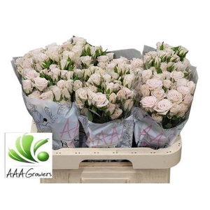 R Tr Royal Porcelina