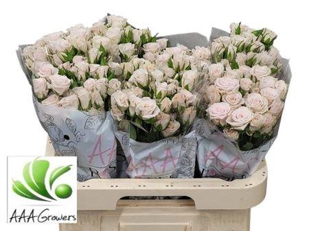 <h4>R Tr Royal Porcelina</h4>