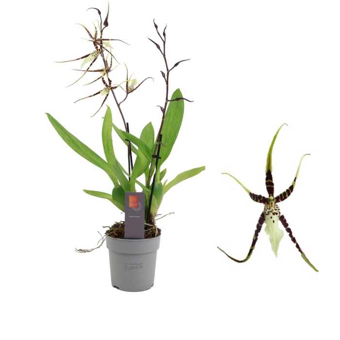 <h4>Inca Brassia Toscane 2 spike</h4>