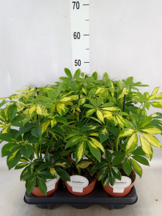 <h4>Schefflera arbor.   ...</h4>