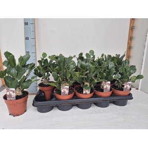 OPUNTIA