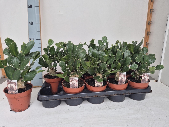 <h4>OPUNTIA</h4>